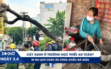 Xem nhanh 20h ngày 3.4: Thai phụ trong vụ cây xanh bật gốc | Tâm sự chủ quán vỉa hè du lịch châu Âu