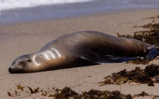 Sư tử biển chết, bệnh dạt vào bờ biển California nhiều kỷ lục, nguyên nhân là gì?