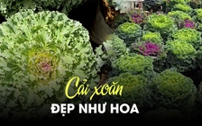 Độc đáo vườn cải xoăn nhiều màu đẹp như hoa ở Đà Lạt