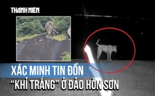 Xác minh tin đồn bầy 'khỉ trắng' ở đảo Hòn Sơn: Là chó nuôi của người dân