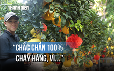 Bưởi Diễn rực vàng đường ở TP.HCM: Nhà vườn quả quyết 'cháy hàng 100%' vì...