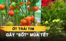 Ớt trái tim 'gây sốt' ở Bến Bình Đông: Giá mềm, kiểu dáng lạ cực hút khách
