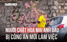 Thản nhiên chặt cành hoa mai anh đào ở Đà Lạt về chưng tết