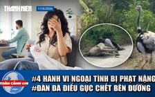 Toàn cảnh 17h: Bí ẩn đàn đà điểu gục chết bên đường | Tăng gấp đôi mức phạt người ngoại tình