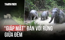 Khoảnh khắc 'giáp mặt' đàn voi rừng giữa đêm