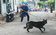 Chi cục thú y: 'Không có chuyện đem chó thả rông cho sư tử ăn'