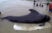 Biển ô nhiễm, cá voi phải chết vì nuốt 8 kg bao nhựa, chất dẻo
