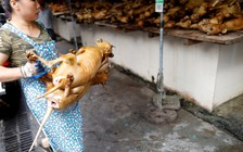 Bị chỉ trích, lễ hội thịt chó Trung Quốc vẫn diễn ra