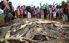 Gần 300 con cá sấu bị giết để trả thù
