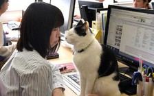 Mang mèo đến chỗ làm được... tăng lương!