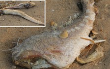 Đã tìm ra nguyên nhân cá chết nhưng chưa thể công bố