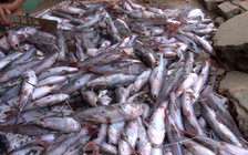 Bình Phước: Hàng chục tấn cá nuôi lồng chết ở lòng hồ