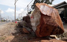 Đốn hạ cổ thụ trên 100 năm để trồng cây xanh mới