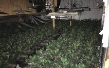 Anh báo động nạn trồng cần sa