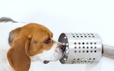 Chó có thể phát hiện ung thư trong máu với độ chính xác 97%