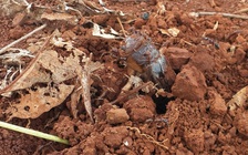 [VIDEO] Hấp dẫn cảnh trẻ em câu dế cơm bằng kiến bò nhọt kiếm thu nhập