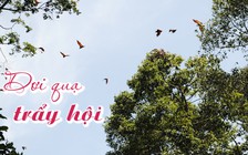 Mùa dơi quạ “trẩy hội” trên cù lao