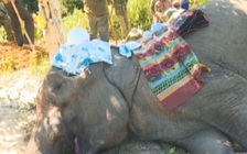 Những ngày cuối đời đau khổ của con voi “bảo mẫu” 59 tuổi ở Đắk Lắk