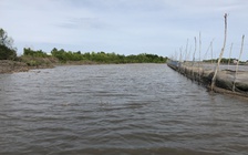 'Ngang nhiên chặt cây, hút bãi bồi': Người tự ý chặt cây bị phạt 5 triệu đồng