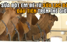 Sữa bột cho bé: Sữa lạc đà bổ hơn sữa bò!