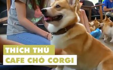 Mê chó corgi? Bạn sẽ phải thích quán café này