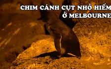 Đến Melbourne ngắm chim cánh cụt nhỏ hiếm ở cầu cảng