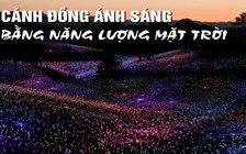 Mãn nhãn với cánh đồng ánh sáng rộng 6 héc ta