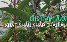 Chè trăm tuổi, giá trăm đô, xuất khẩu khắp châu Âu