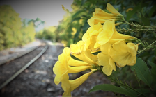 Hoa huỳnh liên nở vàng rực bên đường tàu