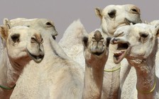 Lạc đà bị loại khỏi cuộc thi sắc đẹp vì bơm botox