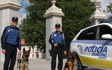 Sướng như cảnh khuyển Tây Ban Nha: ngủ máy lạnh, nghe nhạc cổ điển