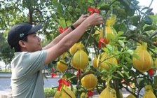 Đúng 30 ngày nữa Tết Tân Sửu: Chủ hàng lo không bán được cây cảnh, hoa vì 'ế'