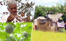 Miền Tây phát triển nông nghiệp bền vững: Mô hình mới trên đất lúa
