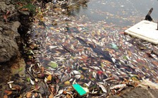 Điêu đứng vì 'biển chết'