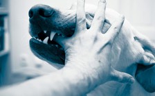 Nguy cơ bùng phát bệnh dại ở Malaysia