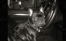 Nghị sĩ Mỹ đề xuất luật bảo vệ chó trên máy bay