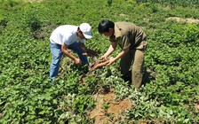 Mang nợ vì liên kết trồng khoai lang