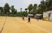 'Thúc' thu mua dự trữ vụ lúa đông xuân tại ĐBSCL