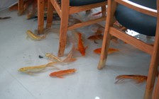 Cà phê trong hồ cá đông nghịt khách ở Sài Gòn