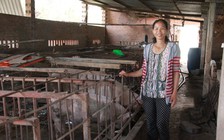 Mẹ đơn thân thoát nghèo nhờ nuôi heo