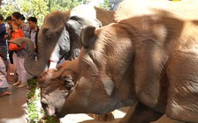 “Đánh thức yêu thương” để bảo vệ động vật