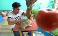 9X Sài Gòn làm nhà trẻ mèo tại gia