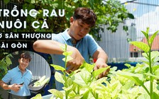 Trồng rau nuôi cá trên sân thượng Sài Gòn