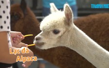 Có hai chú lạc đà trong quán cà phê