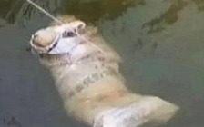 Phát hiện thi thể bị trói trong bao tải trôi dạt trên sông Thương