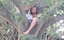 Hú vía với anh Tây bất ngờ leo chót vót trên cây bồ đề