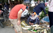 Người dân rớt nước mắt bán tháo cá nuôi chết đột ngột