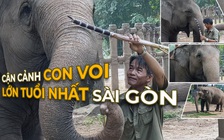 Cận cảnh con “voi bà” lớn tuổi nhất Sài Gòn