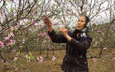 'Mất Tết' vì đào phai nở sớm