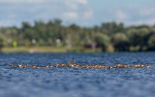 Bức ảnh vịt mẹ dẫn theo đến… 76 vịt con hớp hồn người yêu thiên nhiên